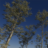 Icon of the asset:Forest Trees 2 HDRP